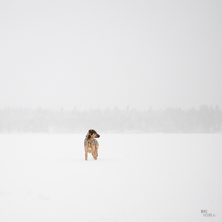 #TongueOutTuesday (03)| hondenfotografie en blog| avonturen met honden in Dalarna, Zweden| www.DOGvision.be