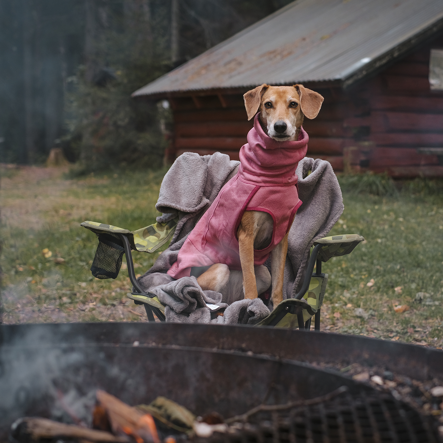 Pink dog sweater, Greek rescue dog in Sweden. www.DOGvision.eu