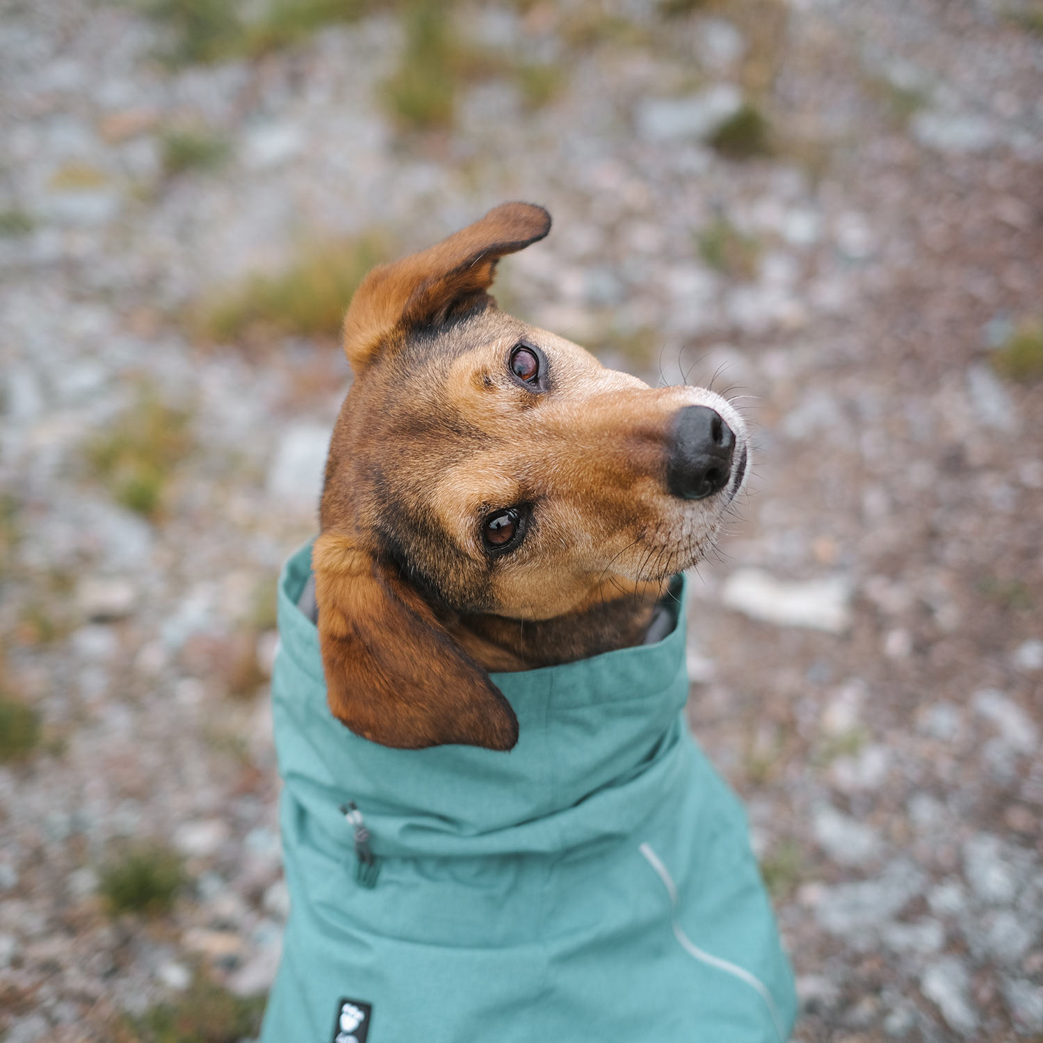 New Hurtta Monsoon raincoat eco, Hurtta ambassador, www.DOGvision.eu