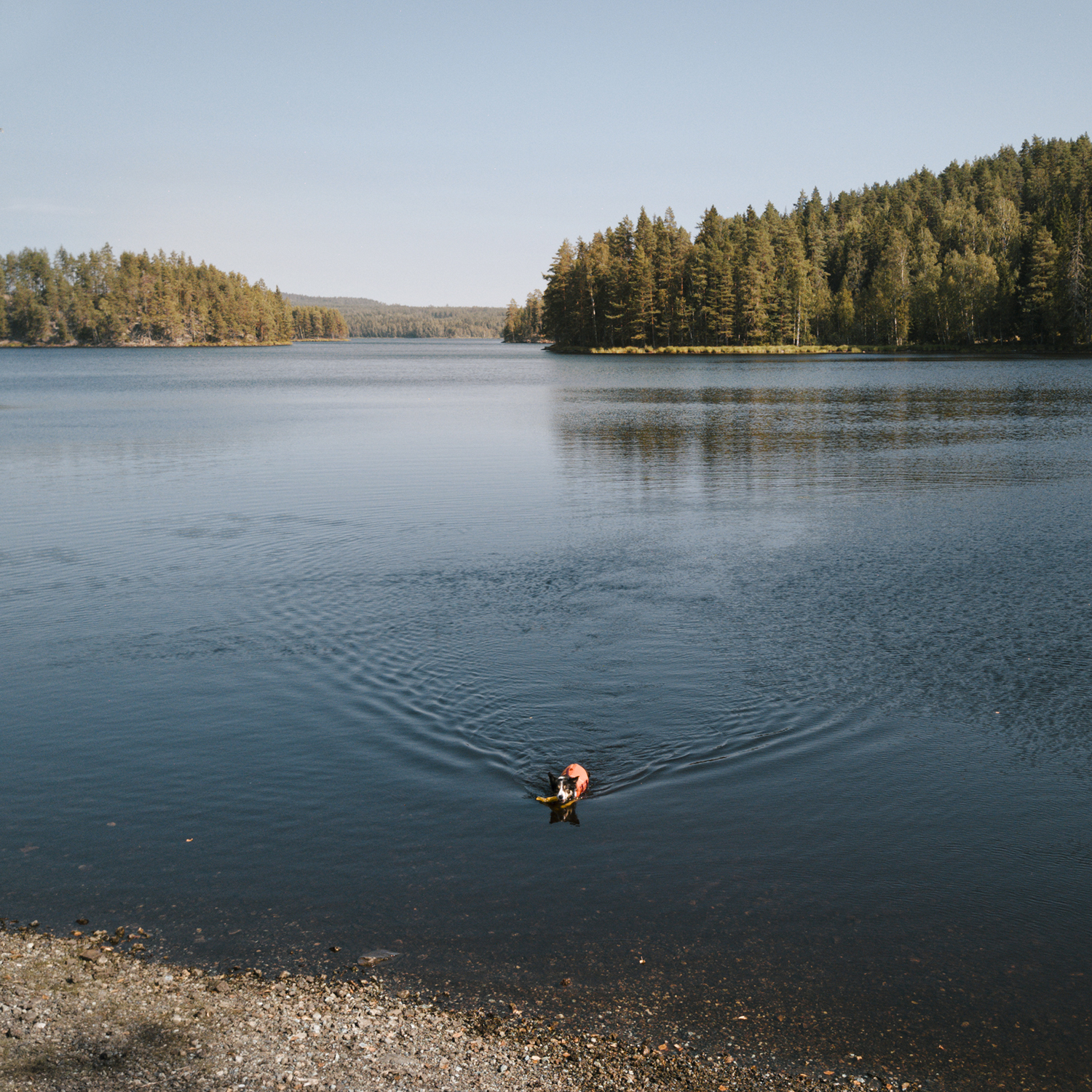 Swimming Border Collie in Swedish lake, drone photography, www.DOGvision.eu