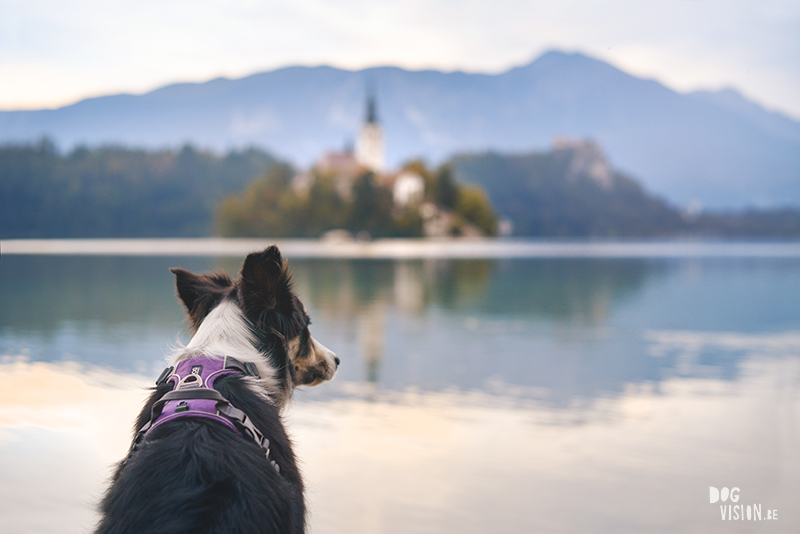 Border Collie Mogwai in Bled, Slovenia. Dog photographer Europe, Editorial dog photography, www.DOGvision.eu