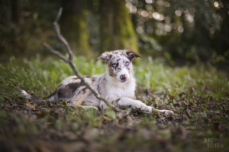 road trip with dogs to Slovenia, traveling with dogs, dog photographer, dog blogger, creative dog photography, www.DOGvision.eu