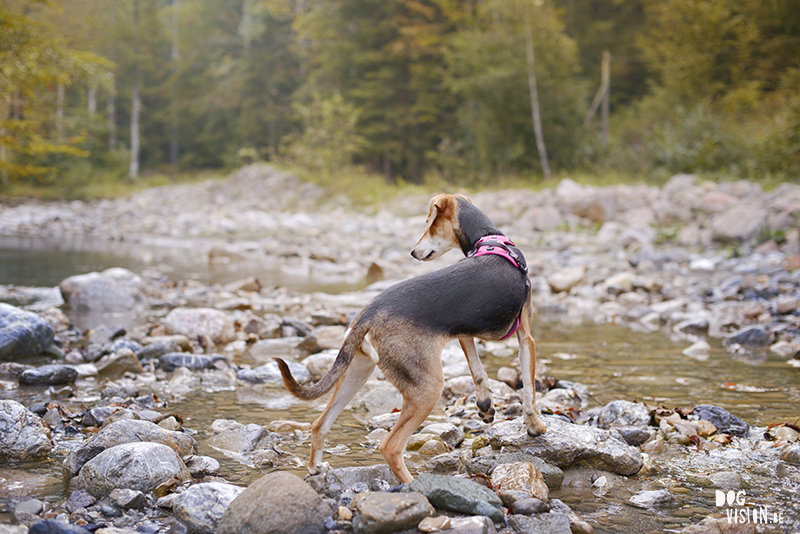 road trip with dogs to Slovenia, traveling with dogs, dog photographer, dog blogger, creative dog photography, www.DOGvision.eu