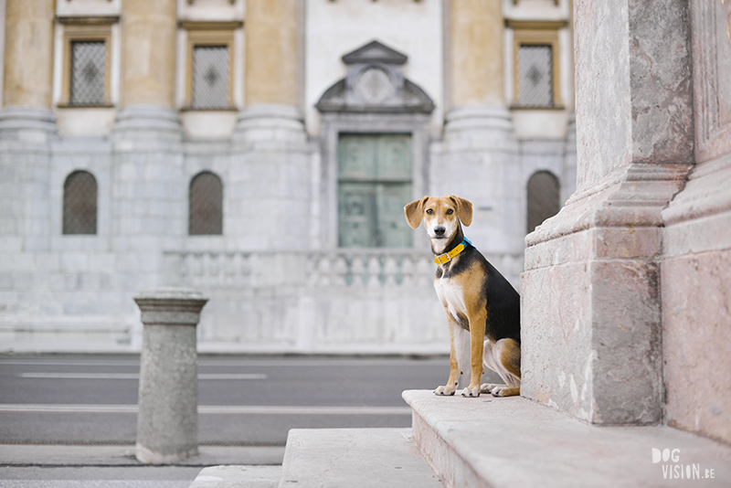 road trip with dogs to Slovenia, traveling with dogs, dog photographer, dog blogger, creative dog photography, www.DOGvision.eu