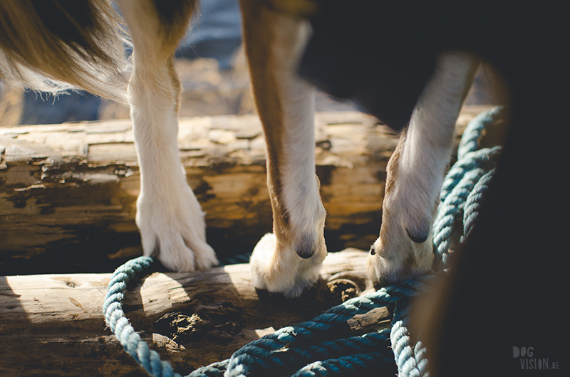 Two days on a timber raft with dogs, Värmland, Sweden, dog blogger, adventure dogs, European dog photographer, www.DOGvision.eu