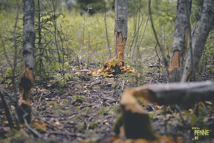 Beaver building a dam? | www.Fenne.be