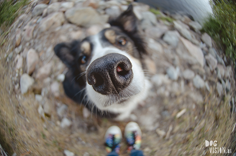 dog photography fisheye, hondenfotografie, www.DOGvision.eu