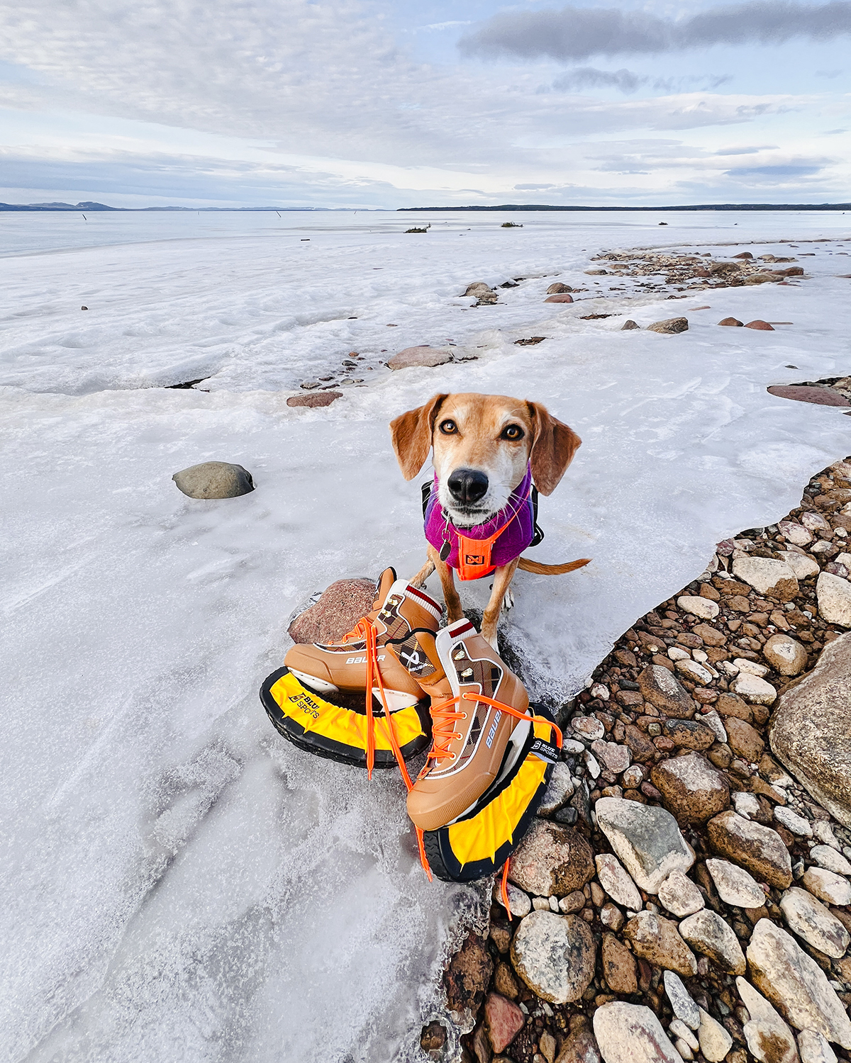 Sunny days on the ice with the dogs, ice skating in Dalarna, www.DOGvision.eu