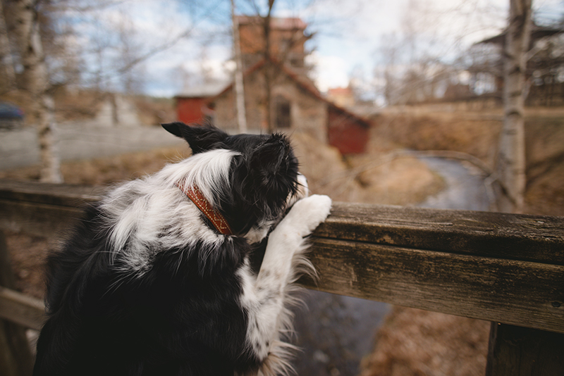 Dalarna Sweden, hiking with dogs, history of Dalarna, Border Collie, www.DOGvision.eu