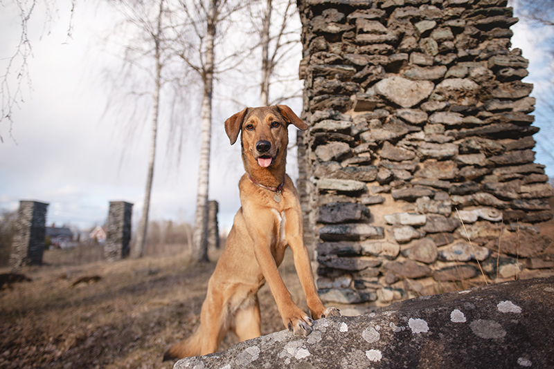 Dalarna Sweden, hiking with dogs, history of Dalarna, Border Collie, www.DOGvision.eu