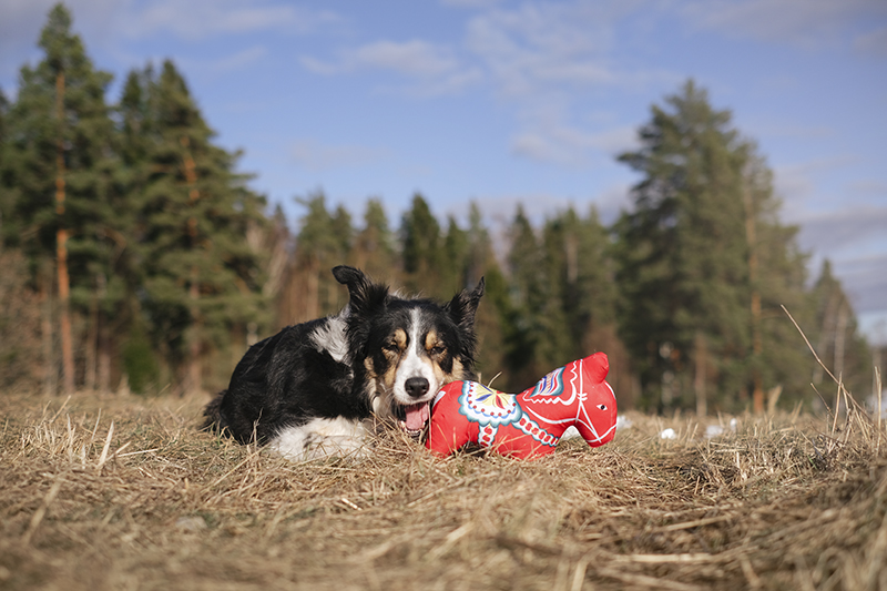 Happy birthday dog Mogwai with her Dala horse, www.DOGvision.eu