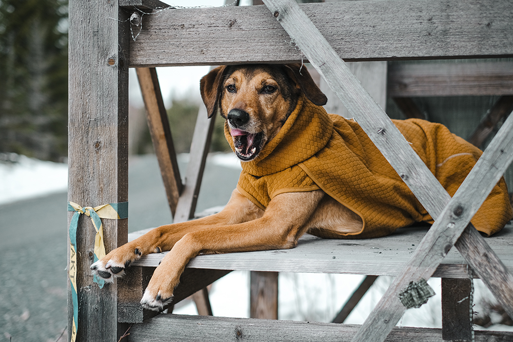 #TongueOutTuesday (14), Hurtta ambassador, dog coat, dog photography Europe, Scout's honour badges, mirrorless photography, www.DOGvision.eu