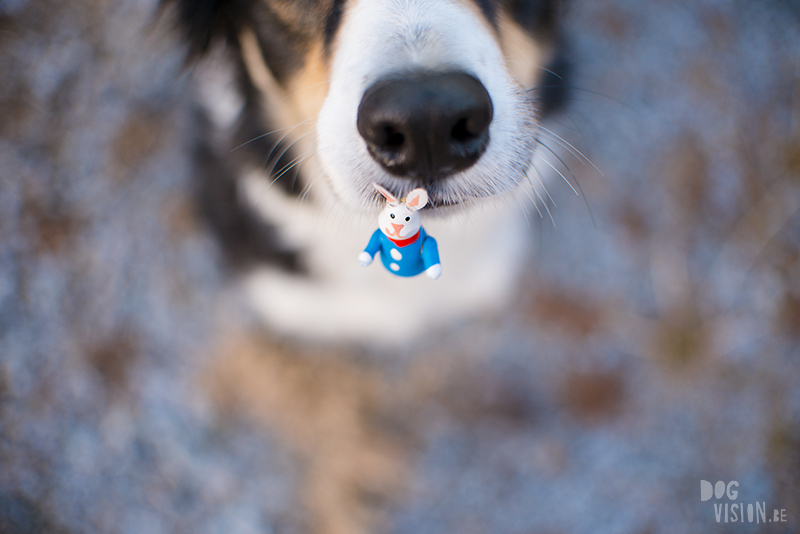 Dog and Easter bunny, happy Easter Border Collie Sweden, www.DOGvision.eu