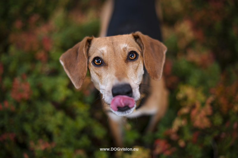 #TongueOutTuesday (41), Fenne Kustermans, dog photography and blog at www.DOGvision.eu. Dalarna Sweden, creative dog photography, rescue dogs, hiking with dogs in Sweden.