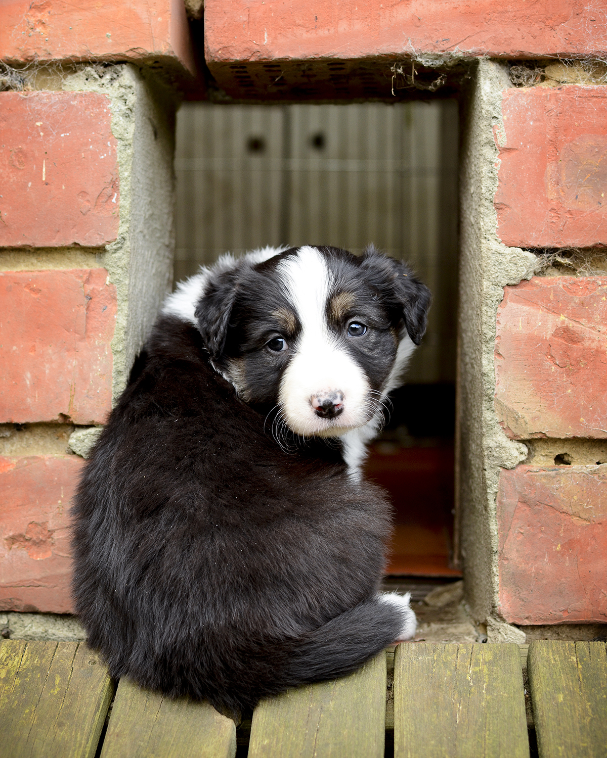 Border Collie puppy Lunatale Mogwai, dog photography, www.DOGvision.eu