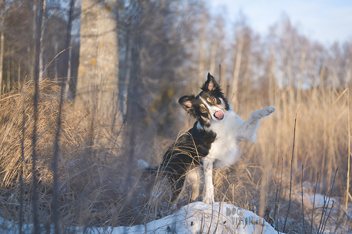 #TongueOutTuesday (02) | dog photography | www.DOGvision.eu