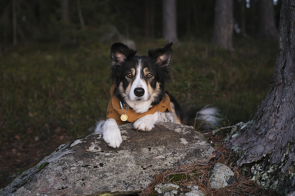 Hiking with dogs in Sweden, Nordic winter, dog photography, Border Collie, senior dog, www.DOGvision.eu