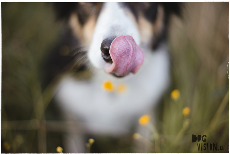 DOGvision, Fenne Kustermans dog photography in Sweden. Border Collie. Dalarna. Colorful adventuredog photography, www.DOGvision.eu