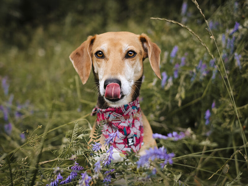 #TongueOutTuesday dogvision dog photography project, www.DOGvision.eu