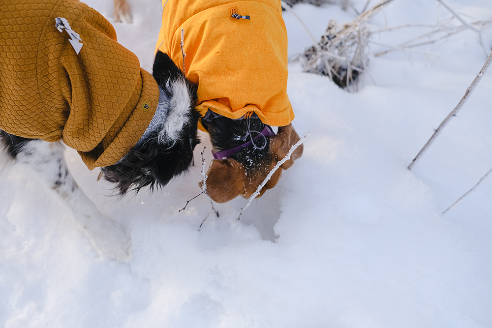 Hiking with dogs in Sweden, Nordic winter, dog photography, Border Collie, senior dog, www.DOGvision.eu