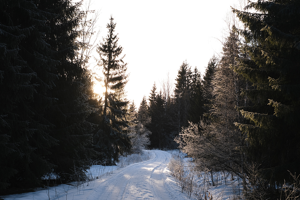 Hiking with dogs in Sweden, Nordic winter, dog photography, Border Collie, senior dog, www.DOGvision.eu