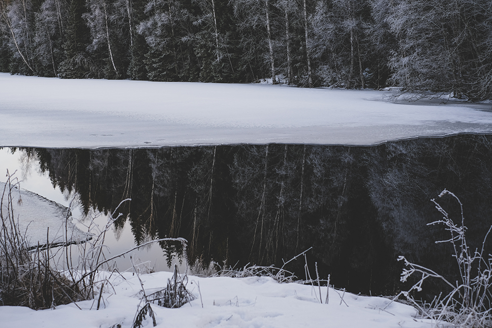 Hiking with dogs in Sweden, Nordic winter, dog photography, Border Collie, senior dog, www.DOGvision.eu