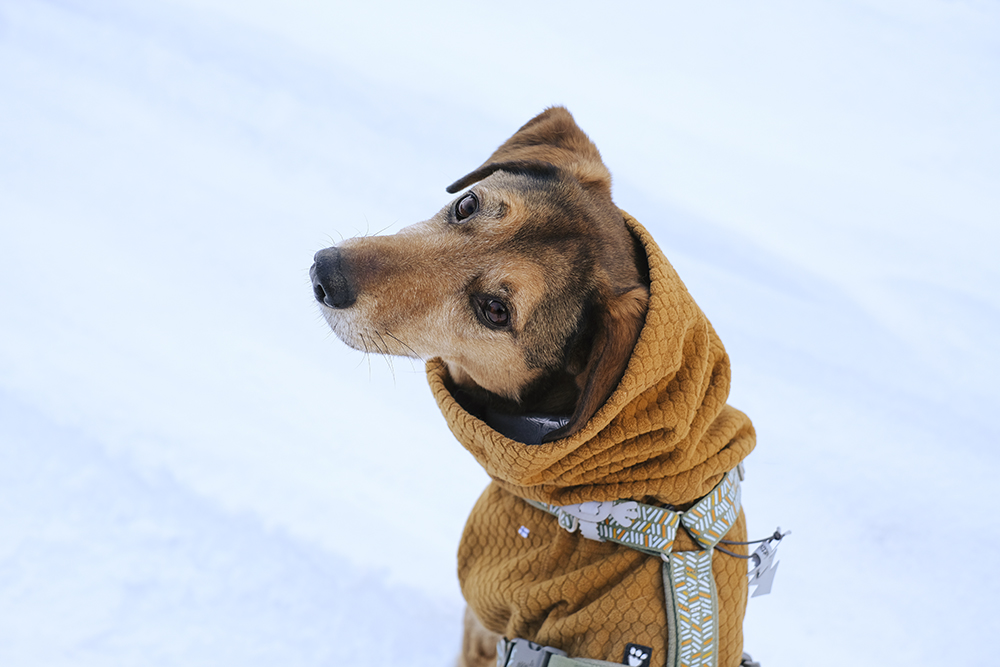 Hiking with dogs in Sweden, Nordic winter, dog photography, Border Collie, senior dog, www.DOGvision.eu