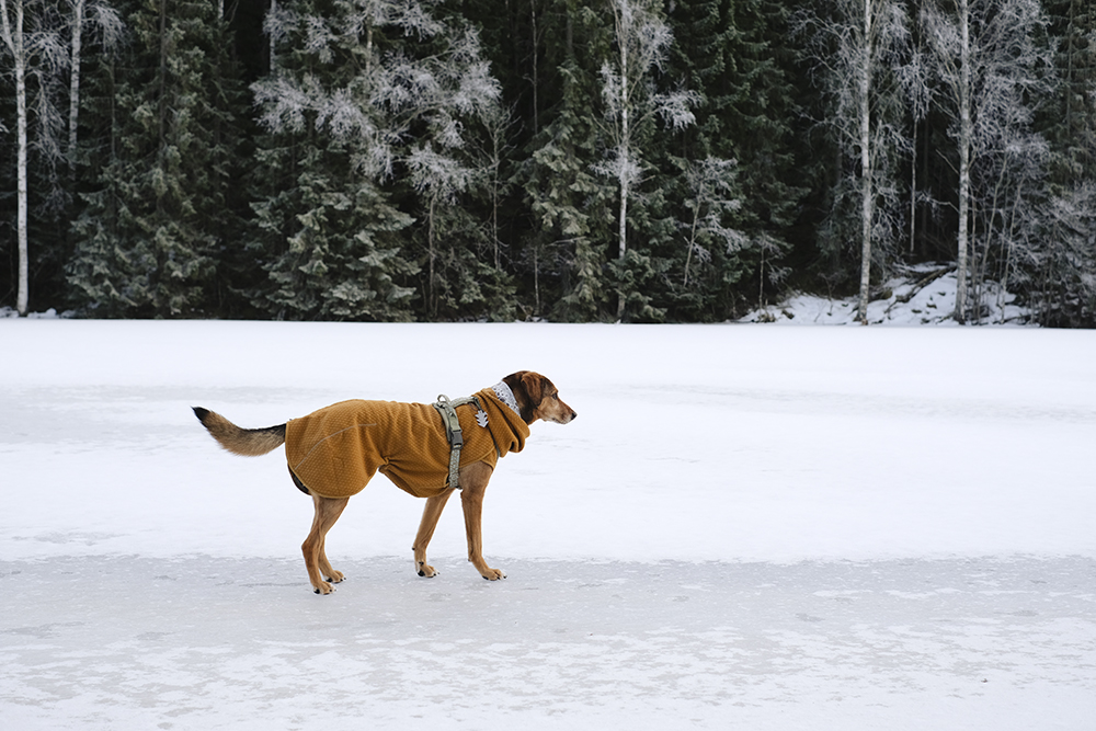 Hiking with dogs in Sweden, Nordic winter, dog photography, Border Collie, senior dog, www.DOGvision.eu