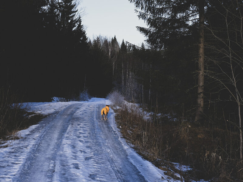 Hiking with dogs in Sweden, Nordic winter, dog photography, Border Collie, senior dog, www.DOGvision.eu