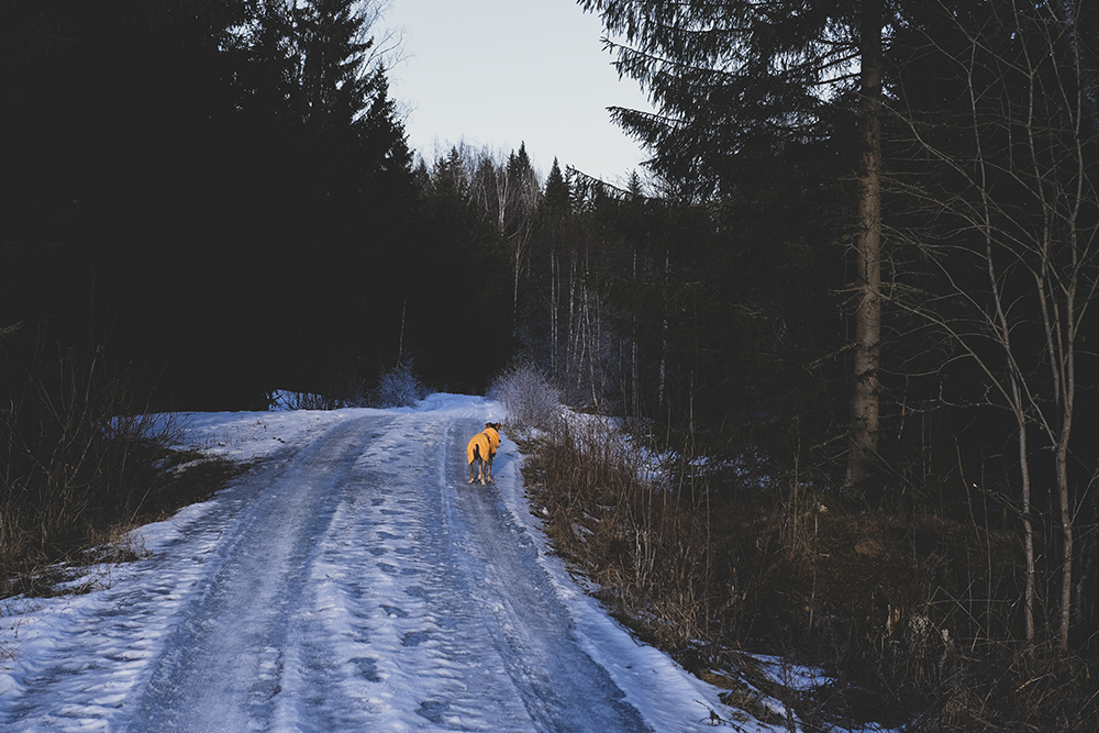 Hiking with dogs in Sweden, Nordic winter, dog photography, Border Collie, senior dog, www.DOGvision.eu