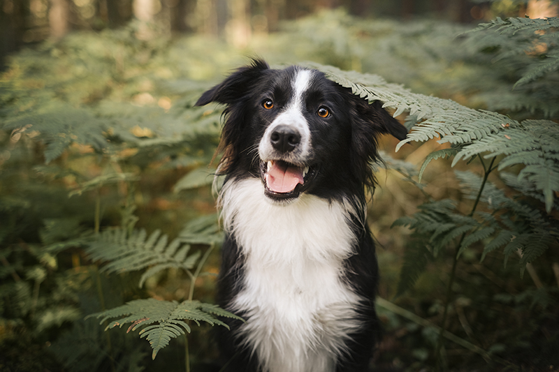 Olli the Border Collie, dog sitting, dog photography, www.DOGvision.eu