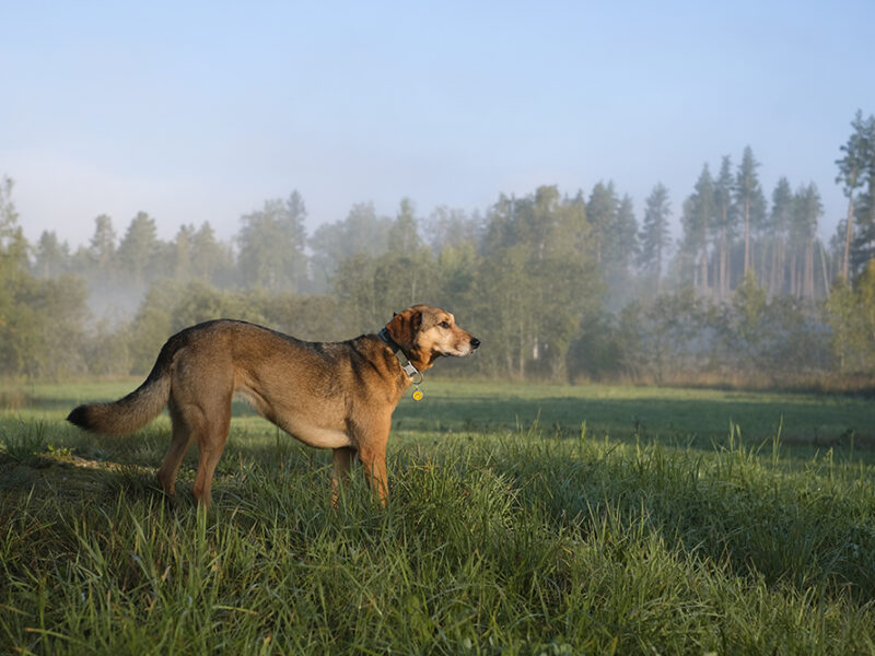 Misty morning in Sweden during our dog walk, www.DOGvision.eu