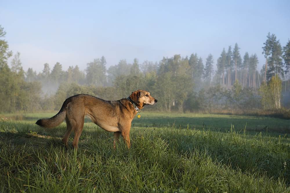 Misty morning in Sweden during our dog walk, www.DOGvision.eu