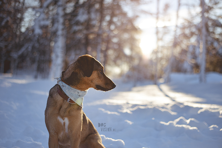 Gotcha day, Bosnian street dog Oona | Mutt puppy | dog photography and blog on www.dogvision.eu