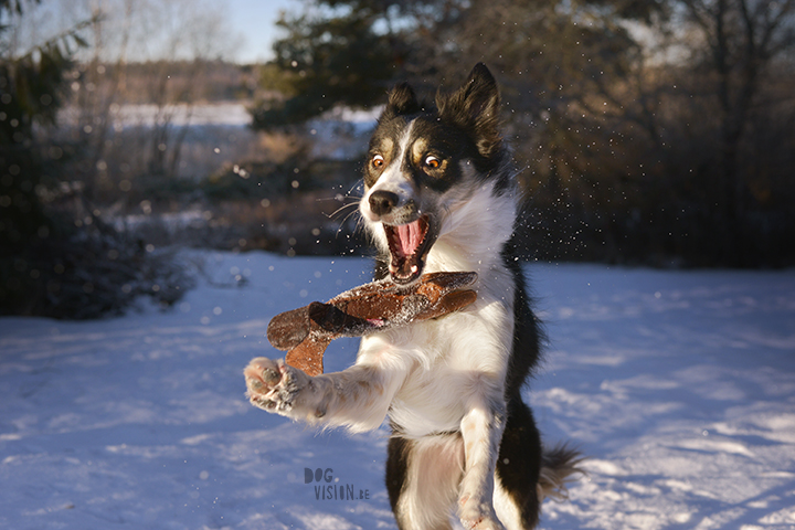 #TongueOutTuesday (03) | dog photography Sweden | www.DOGvision.be