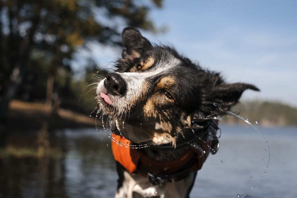 #TongueOutTuesday (37), Dog photography Sweden Dalarna, Border Collie dog pack, rescue dogs, Hurtta Adventurer 2023, www.DOGvision.eu