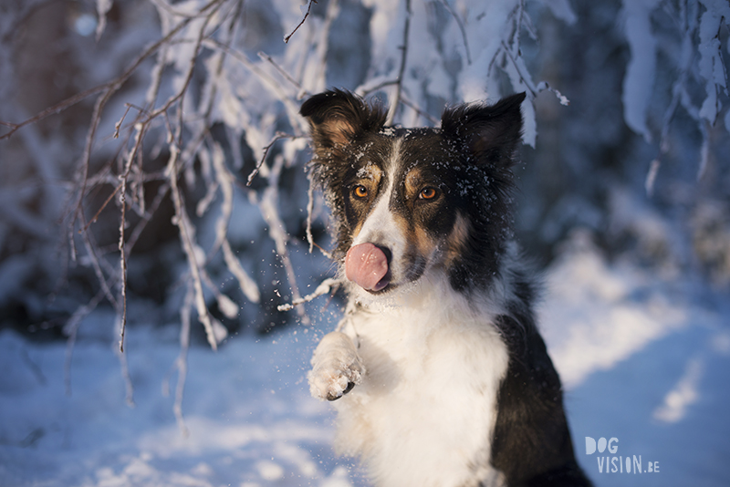 Mogwai, Border Collie, DOGvision.eu dog photography, Dalarna Sweden