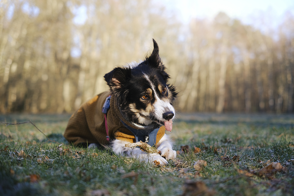 #TongueOutTuesday, dog photography, weekly photography challenge, Border Collie Mogwai, www.DOGvision.eu