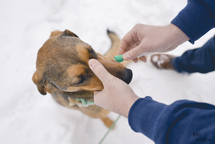 Embark dog DNA test, blog and dog photography on www.DOGvision.eu