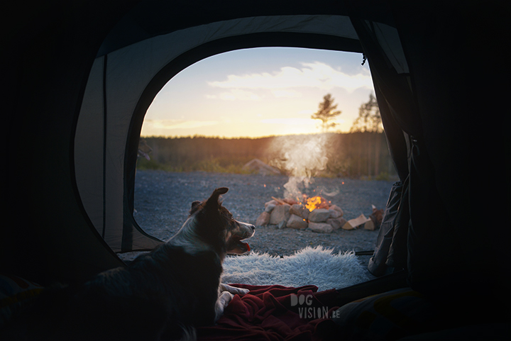 Road tripping with dogs | dog photography | www.DOGvision.be