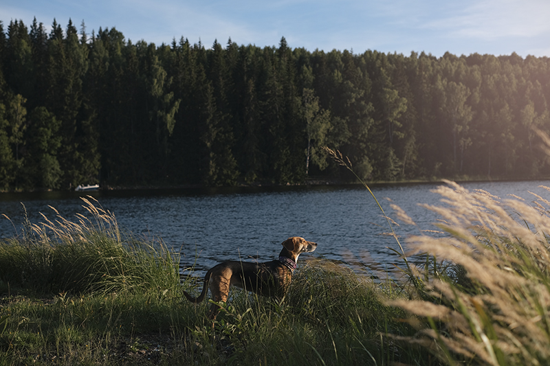 #TongueOutTuesday (35), dog photography, adventure dogs Sweden, Hurtta adventurer 2022, www.DOGvision.eu