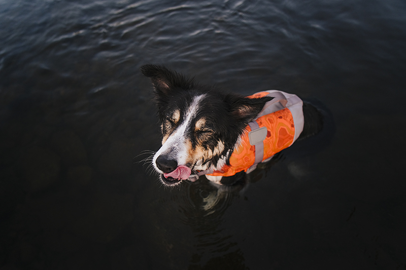 #TongueOutTuesday (32), dog photography Belgium/Sweden, Hurtta adventurer 2022, Hurtta life vest, Border Collie, www.DOGvision.eu