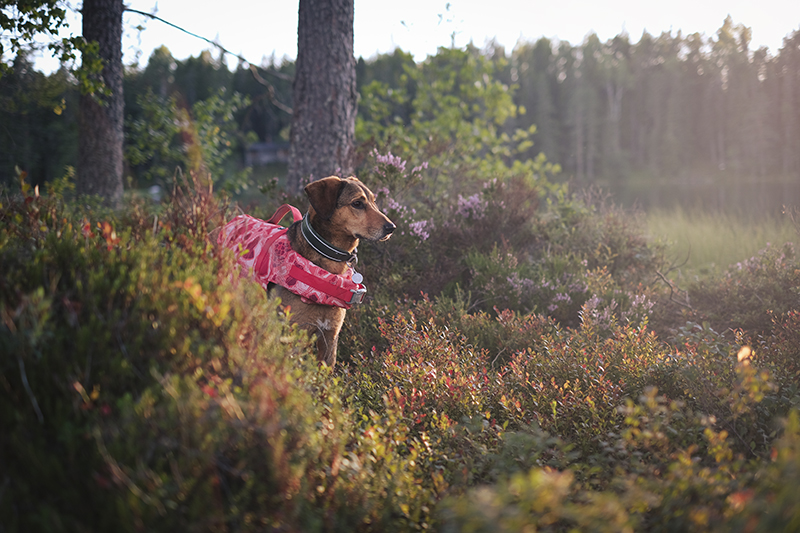 #TongueOutTuesday (35), yawning dog, dog photography, adventure dogs Sweden, Hurtta adventurer 2022, www.DOGvision.eu