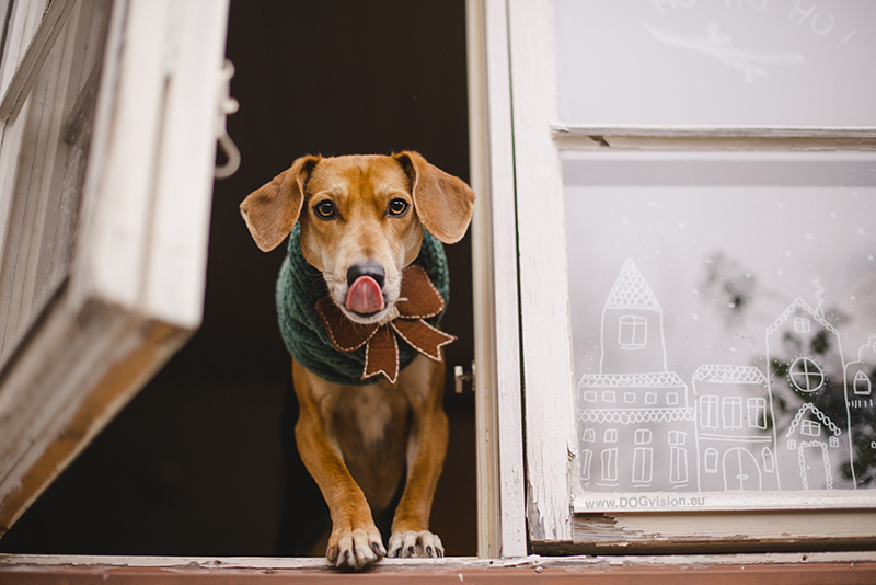 #TongueOutTuesday (51), Fenne Kustermans dog photography Belgium/Sweden, dog artist, dog Christmas decoration, www.DOGvision.eu