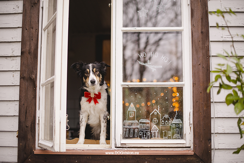 Christmas photoshoot ideas, window drawing, window illustration, Border Collie, www.DOGvision.eu