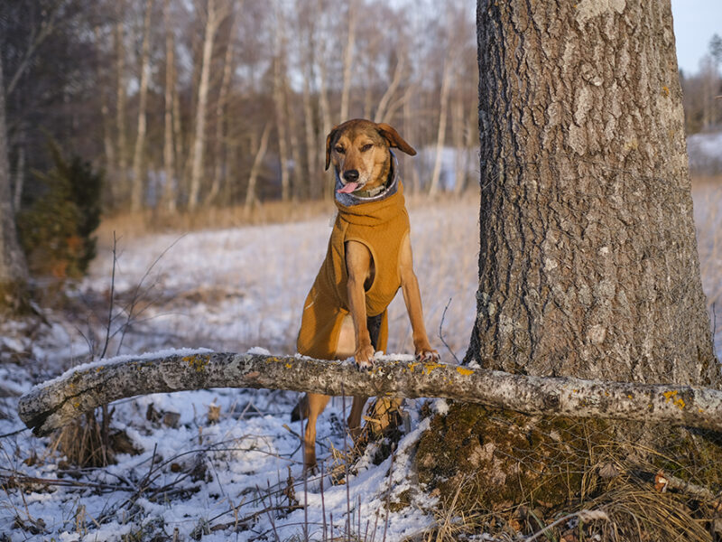 #Tongue Out Tuesday, dog photography project, www.DOGvision.eu