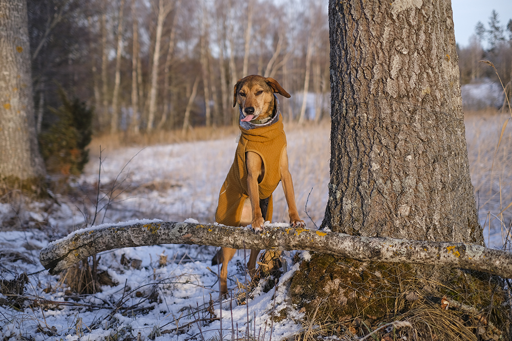 #Tongue Out Tuesday, dog photography project, www.DOGvision.eu