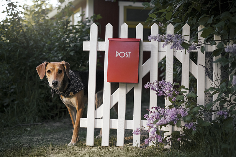 Dog adventure stories, dogs on adventure, mondo cane, red mailbox, conceptual dog photography, dog illustration, www.DOGvision.eu