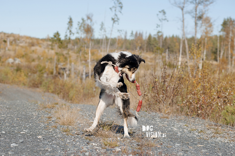 #TongueOutTuesday (46), hondenfotografie www.DOGvision.be dog photography www.DOGvision.eu