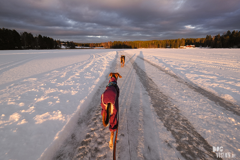 Fujifilm x-t4 performance during Swedish/Nordic winter & dog photography, www.DOGvision.eu